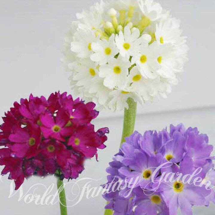 楽天市場 花苗 プリムラ デンティキュラータ Mixカラー 1鉢 3 3 5号 お届け中 Primula Denticulata デンテキュラータ 玉咲きさくらそう 玉咲桜草 サクラソウ 桜草 宿根草 冬苗 秋苗 春苗 ガーデニング ハッピーガーデン