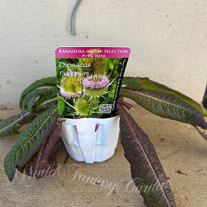 ԕc t `[[ ti 1 3`3.5Oy͂zDipsacus sylvestris  ϊN 䍂 Jԉ A Ԓd hCt[ v CObVK[f nbs[K[f