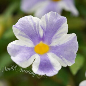 ԕc cxMA tFA[[ 1 3O|bgy͂zThunbergia Fairy Moon  c Ă̔ϊ  c  Ԓd A gsJ