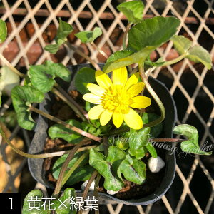 _1000~|bL^ ԕc t ELJ 4킩Iׂ 1 3`3.5y͂zRanunculus ficaria qELJ  R쑐 N h   t tc Ԃ̕c K[f K[fj