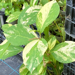 ԕc   1 3`3.5y͂zPersicaria filiformis ϊN c J[[t 䒆 CObVK[f c N A A K[fjO Ԓd t ĕc nbs[K
