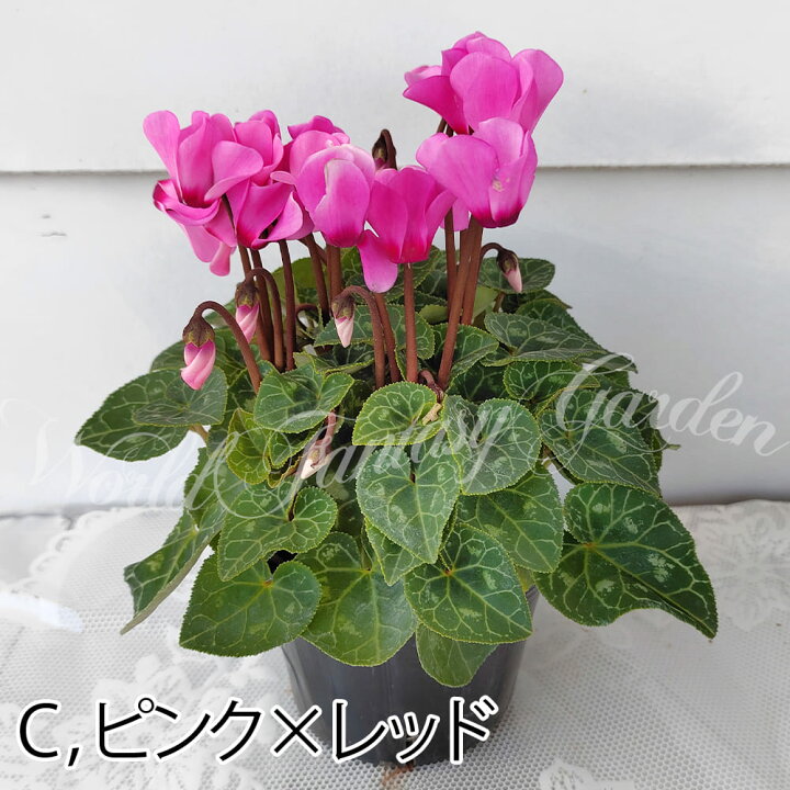 楽天市場 花苗 ガーデンシクラメン 5種から選べる 1鉢 3 3 5号 お届け中 Cyclamen Persicum ガーデンシクラメン 苗 花壇 寄せ植え 庭植え 鉢植え ガーデニング 桃花 赤花 白花 ハッピーガーデン