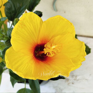 ԕc K[f nCrXJX Iׂ 1 3.5y͂zHibiscus  MѐA ΐ K[f K[fjO