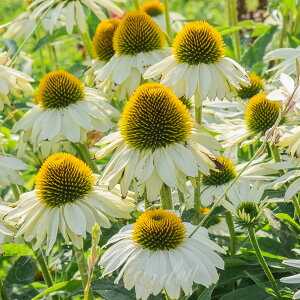 c ԕc GLiZA nbs[X^[ 1 3.5y͂zEchinacea purpurea Happy Star   c h 䍂 A Ԓd K[f A 񂹐A H ~ t nbs[K[f