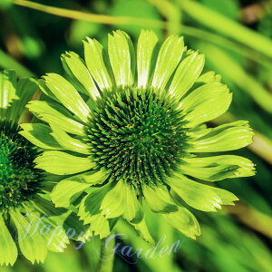 ԕc H N h  GLiZA v[[uCX O[ 1 3`3.5y10{`͂ Hcs\zEchinacea purpurea Prairie Braize Green Ή c A Ԓd A 񂹐A CO