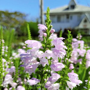 ԕc tB\XeMA JNgmI sN 1 3`3.5y͂zPhysostegia virginiana nigmI ԌՂ̔ v N h  K[fjO Ԓd  tc ĕc tB\XeWA C