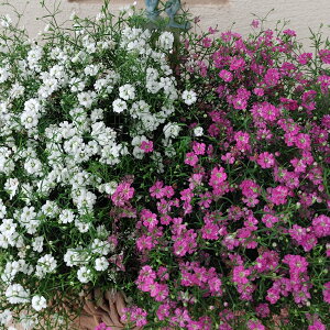 ԕc H JX~\E Iׂ1 o r3 3.5y͂zGypsophila ݑ    t  A Ԓd A A K[f K[fjO Ԃ̕c  