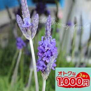 Zbgł ԕc H [X x_[ IׂZbg 3.5y͂zLavender Pinnata  n[u̕c lG琫 ϊ Ԃ̕c  K[f K[fjO c t  nbs[K[f 1608