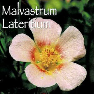 ԕc Hc }oXg eeBE 1 3.5y͂zMalvastrum Lateritium N   c A A K[fjO Ԓd  CObVK[f T[sN ~ tA