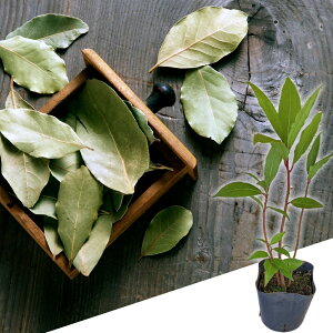 c j QbPCW 1 4`4.5y͂zLaurus nobilis L. Ύ [ [G xC[t  n[u̖ H ~ t  nbs[K[f