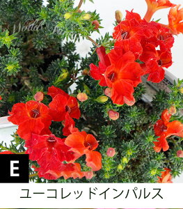 ԕc t ~  1 3.5 10FIׂy͂z Leschenaultia VmeBA PiEeBA XPiEeBA t ϊ N h  c ᒆ CObVK[f