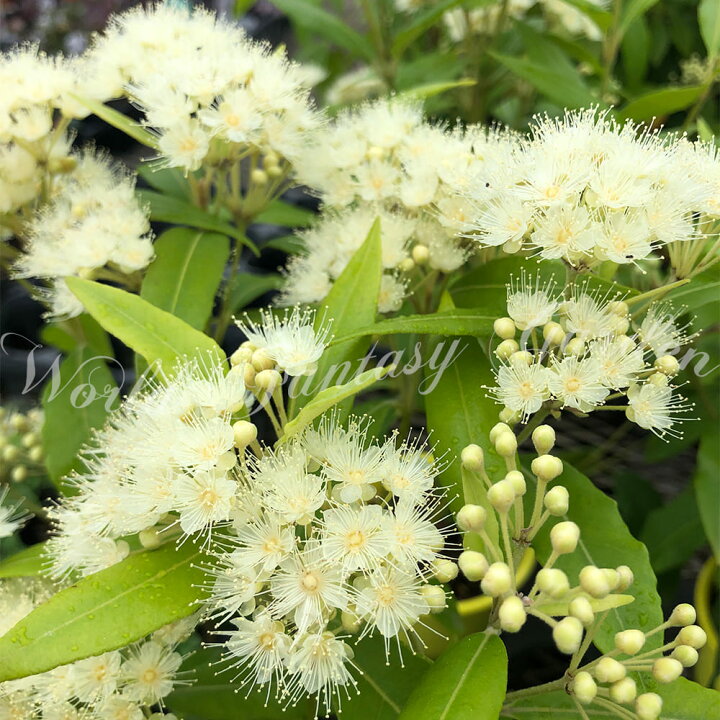 楽天市場 苗木 花木 夏 レモンマートル 1鉢 4号 お届け中 地域限定送料無料 Backhousia Citriodora Lemon Myrtle 観葉植物 ハーブ ガーデン 苗 庭木 常緑低木 ハーブの木 白花 地植え 鉢植え 庭植え 庭木 花 芳香 熱帯植物 非耐寒性 夏の花 夏苗 花の苗 ハッピーガーデン