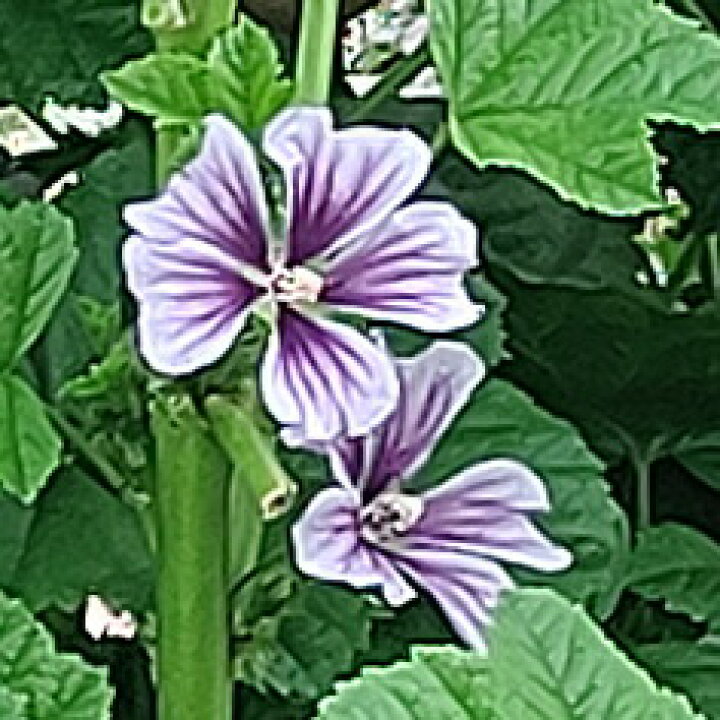 楽天市場 花苗 マルバ ブルーフォンテン 1鉢 3 3 5号 お届け中 Malva Sylvestris Blue Fountain 夏苗 花苗 宿根草 草丈中低 黄花 苗 鉢植え 庭植え ガーデニング 花壇 苗 花 ガーデニング ガーデン ハッピーガーデン