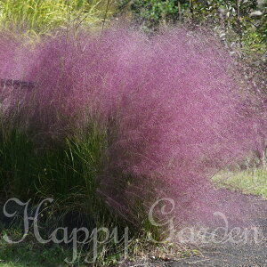 ԕc h  [xMA JsX 1 c 3.5O|bgy͂zMuhlenbergia capillaris ~[xMA sNOX HJ ϊ N Ԃ̕c K[fjO Ԓd H 