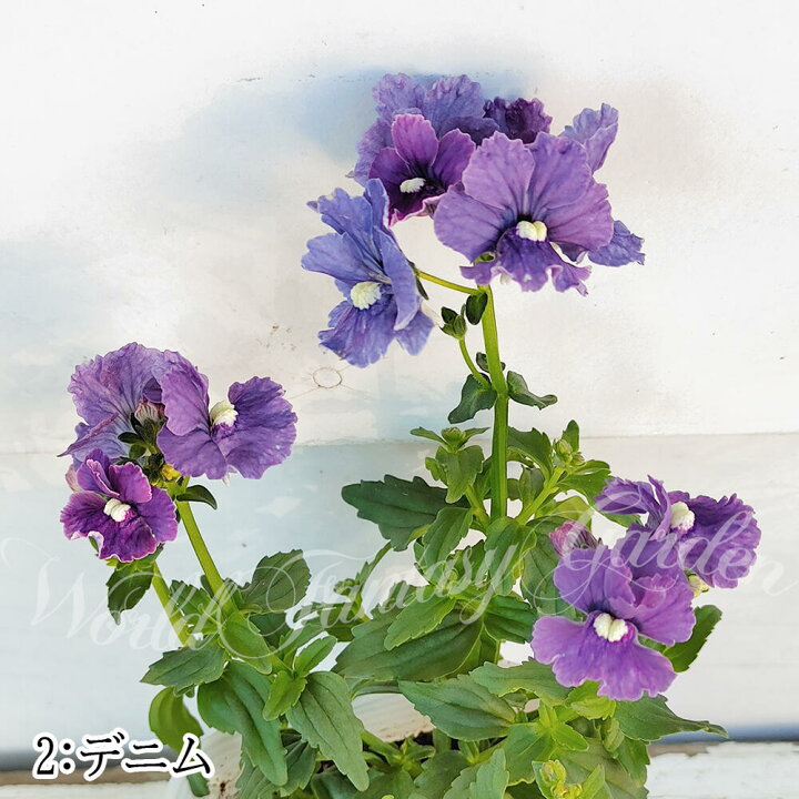 おトク ネメシア 種 ブルー 1袋 50mg ネメシアの種 ネメシアの花 花たね 花の種 種子 タネ 国華園 Shipsctc Org