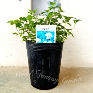 ハーブ 苗 オレガノ 4号 1鉢 花なしでお届け【お届け中】Origanum vulgare 夏苗 イタリア料理 多年草 桃花 花期長い 丈夫 グランドカバー 庭植え 花壇 鉢植え 寄せ植え ハッピーガーデン