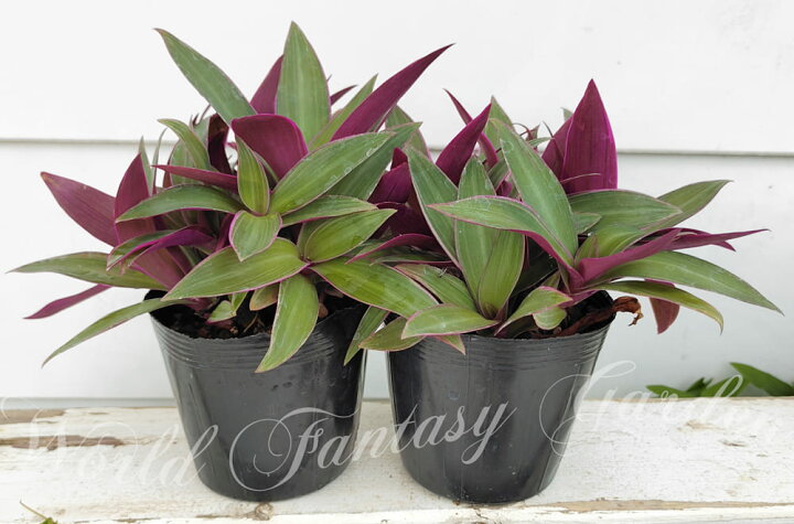 楽天市場 観葉植物 苗 ムラサキオモト オーロラ 1鉢 3 3 5号 お届け中 Tradescantia Spathacea むらさき おもと 紫オモト 紫万年青 万年青 Oyster Plant トラディスカンチア 夏苗 カラーリーフ ハッピーガーデン