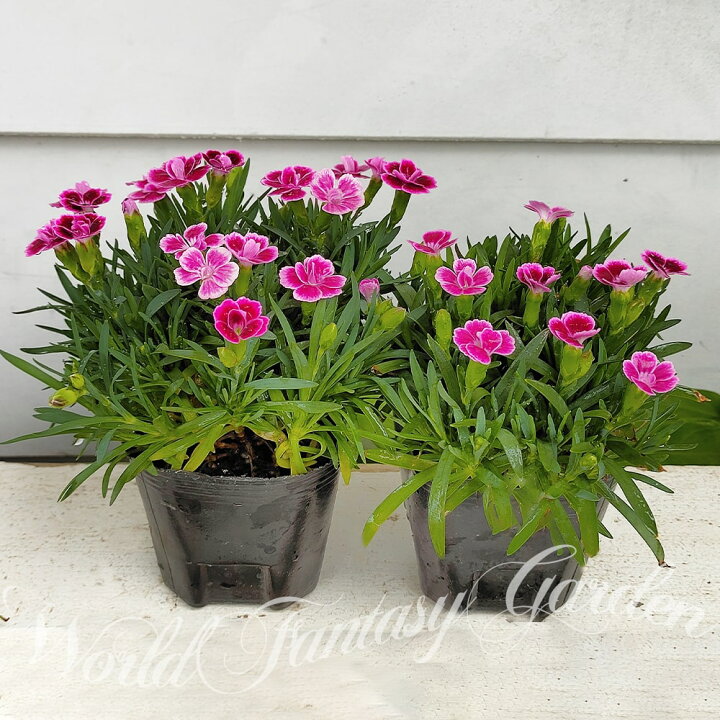 楽天市場 八重咲き ダイアンサス ピンクキッス 1鉢 3号 お届け中 花苗 春苗 桃花 イングリッシュガーデン 苗 鉢植え 庭植え ガーデニング 花壇 Dianthus Pink Kiss 多年草 ハッピーガーデン 楽天市場 八重咲き ダイアンサス ピンクキッス 1鉢 3号 お届け中 花苗 春苗 桃花 イングリッシュガーデン 苗 鉢植え 庭植え ガーデニング 花壇 Dianthus Pink Kiss 多年草 ハッピーガーデン
