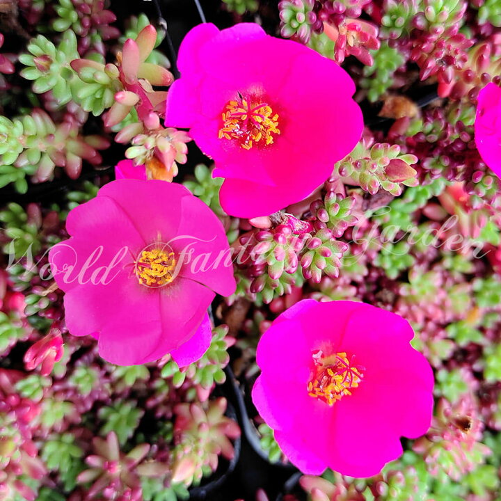 楽天市場 花苗 夏 ポーチュラカ ピンキー 1鉢 3 3 5号 お届け中 Portulaca Gilliesii 夏苗 ポーチラカ 流星ポーチュラカ 一年草 小松葉牡丹 桃花 カラーリーフ 花壇 鉢植え 庭植え ガーデニング 花 グランドカバー ハッピーガーデン
