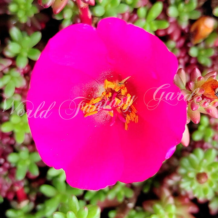 楽天市場 花苗 夏 ポーチュラカ ピンキー 1鉢 3 3 5号 お届け中 Portulaca Gilliesii 夏苗 ポーチラカ 流星ポーチュラカ 一年草 小松葉牡丹 桃花 カラーリーフ 花壇 鉢植え 庭植え ガーデニング 花 グランドカバー ハッピーガーデン