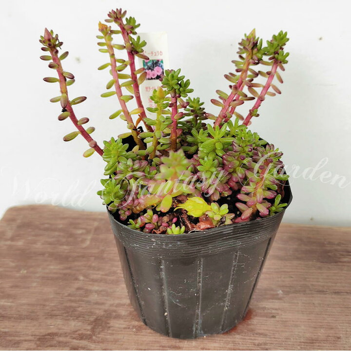 楽天市場 花苗 夏 ポーチュラカ ピンキー 1鉢 3 3 5号 お届け中 Portulaca Gilliesii 夏苗 ポーチラカ 流星ポーチュラカ 一年草 小松葉牡丹 桃花 カラーリーフ 花壇 鉢植え 庭植え ガーデニング 花 グランドカバー ハッピーガーデン