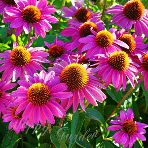 c y폜zԕc t GLiZA vvA sN 1 3`3.5y͂zEchinacea purpurea Ruby Star   c h 䍂 A Ԓd K[f A 񂹐A CObVK[f H