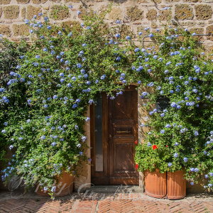 c ԕc H }c voS Iׂԁ 1 3`3.5y͂z plumbago auriculata c c Ԃ̕c H G K[fjO A Ԓd 񂹐A Ϗ ܂ ڗ ĕc n