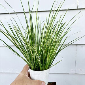 OX c ZLVE Ώ t IׂZbg 2.5`3y͂zAcorus gramineus ΑN N  n̐A VF[hK[f ARX ARX CVA lK~  Ώ