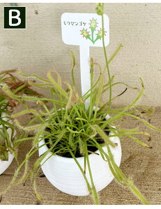 ԕc HA Iׂ6i 1 2`3 y͂z nGgOT EZSP lyeX TZjA ~~JLOT