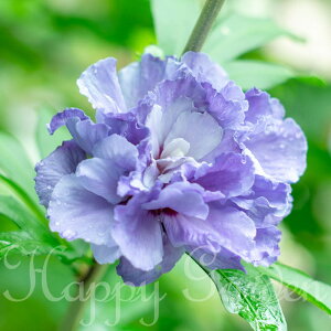 Ԗ NQ  傭 1 5y͂zHibiscus syriacus A AIC tE  t  Ԃ炭  d炫 K[f K[fjO qrXNX nCrXJX ؞ ނ 