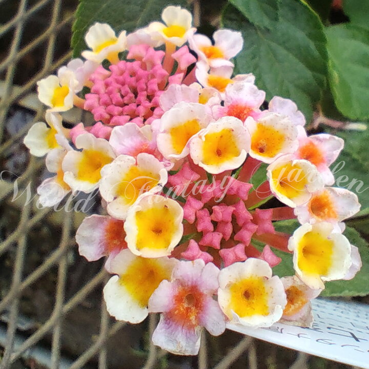 楽天市場 花苗 ランタナ 七変化 ピンク 1鉢 3 3 5号 お届け中 Lantana Camara ガーデニング 花壇 鉢植え 庭植え ガーデン 桃花 苗 草花 夏の花 花 ハンギング 花色変化 しちへんげ 苗 草花の苗 ハッピーガーデン