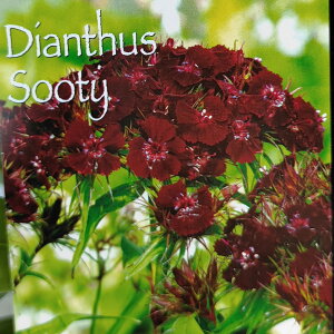 c ԕc h  _CATX \[eB[1 3.5y͂zDianthus Sooty N t  CObVK[f A K[fjO Ԓd  ĕc nbs[K[f 2023AKI