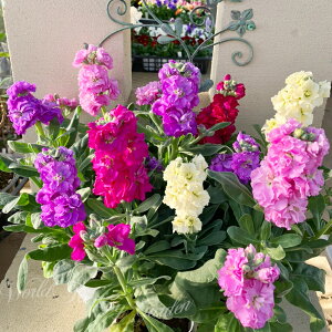 c ԕc d炫XgbN F܂ 3Zbg 3`3.5y͂zMatthiola incana N N     K[f K[fjO Ԓd A A Ԃ̕c t̉ H ~ t nb