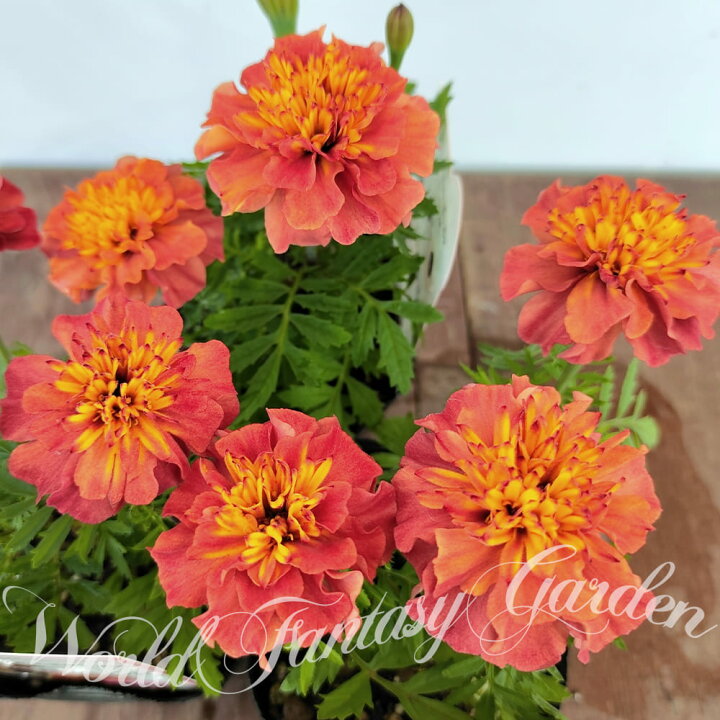 Marigold etes 鉢植え 庭植え 一年草 寄せ植え 草花 花壇 夏苗 夏の苗 花