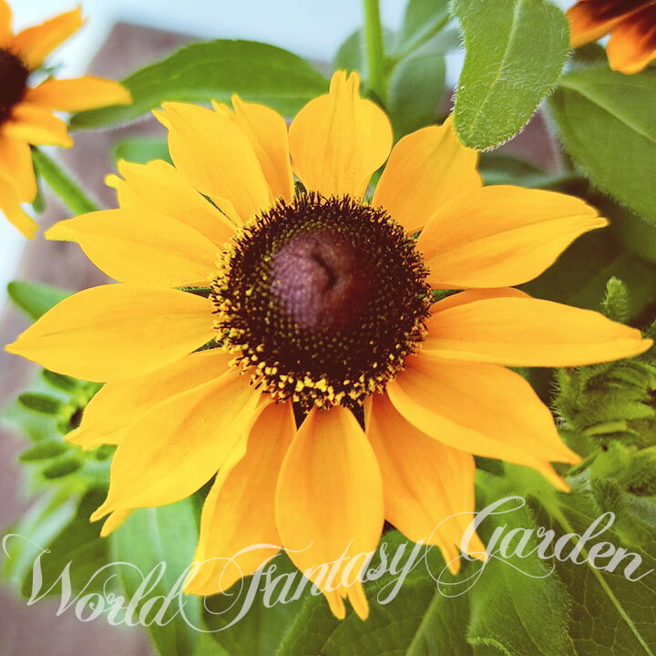 花苗 ルドベキア 耐暑性 よく咲く 黄色 トトゴールド コンパクト 3 5号ポット 丈夫 夏の花 多年草 花苗 ルドベキア 耐暑性 よく咲く 黄色 トトゴールド コンパクト 3 5号ポット 丈夫 夏の花 多年草