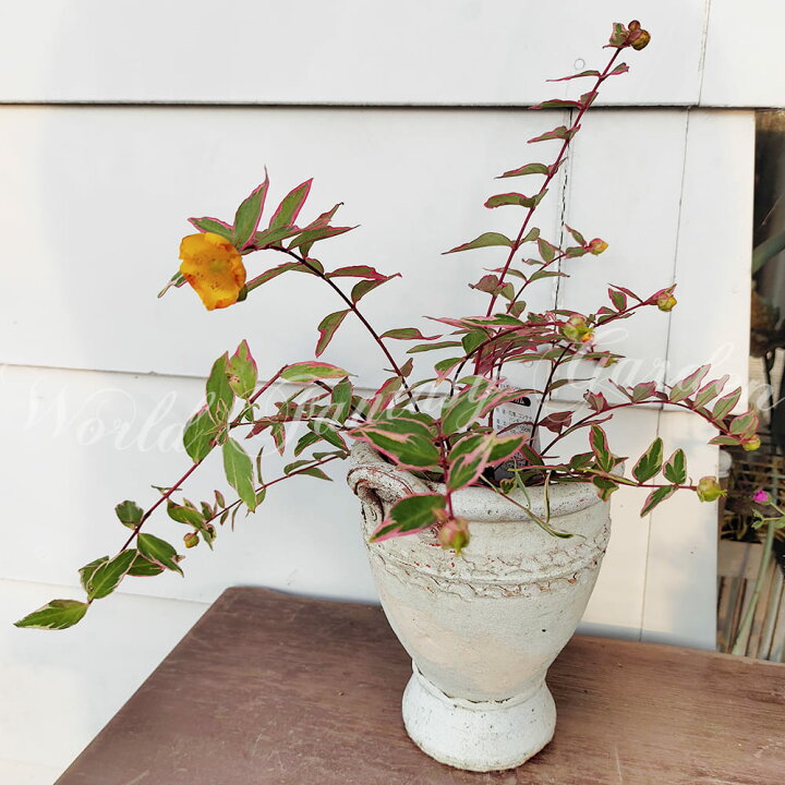 楽天市場 花苗 夏 ヒペリカム トリコロール 1鉢 3 3 5号 お届け中 Hypericum X Moserianum Tricolor 耐寒性半常緑性小低木 夏苗 夏の花 黄花 カラーリーフ ガーデン ガーデニング 花壇 庭植え 鉢植え ハッピーガーデン