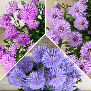 Zbgł ԕc FTe 3FMix 3Zbg 3`3.5y͂zSymphyotrichum novi-belgii h N ~P}Xf[W[AhAX^[AVmmMN t