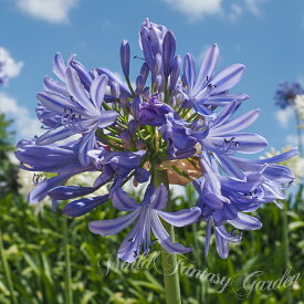 花苗 夏 アガパンサス オリンピックスカイブルー 1鉢 3.5号【お届け中】Agapanthus Olympic Sky Blue ムラサキクンシラン 紫君子蘭 多年草 常緑 春 夏苗 夏の花 シェードガーデン 花壇 庭植え 鉢植え ロックガーデン ハッピーガーデン