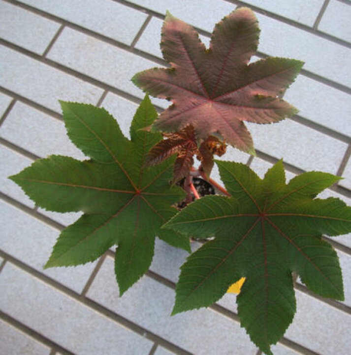 楽天市場 トウゴマ 1鉢3号 お届け中 Ricinus Communis Castorbeen 夏苗 花苗 温室性多年草 草丈高 赤葉 カラーリーフ 苗 鉢植え 庭植え ガーデニング 花壇 ハッピーガーデン