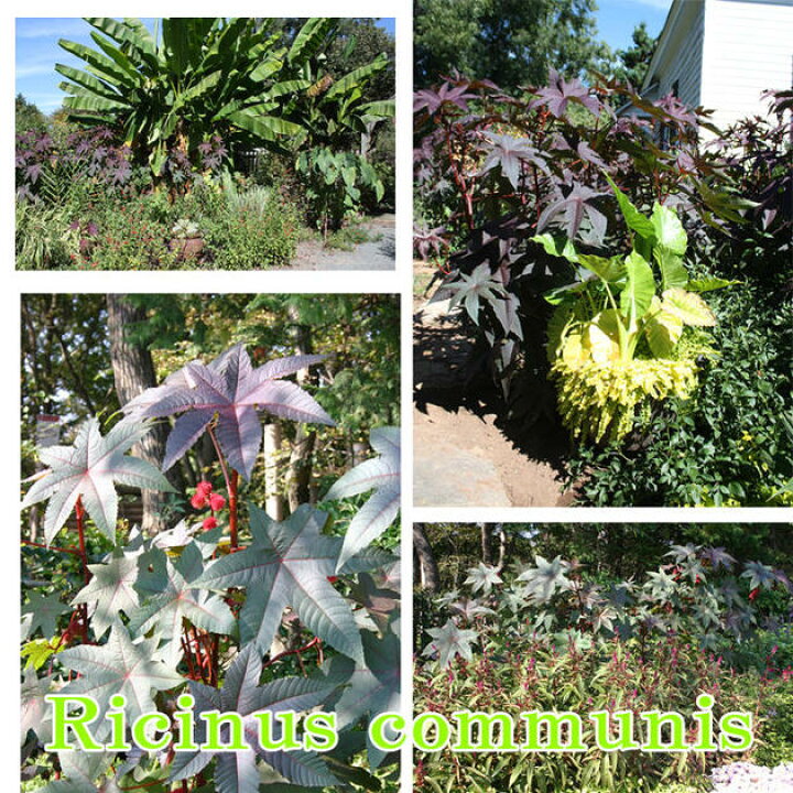 楽天市場 トウゴマ 1鉢3号 お届け中 Ricinus Communis Castorbeen 夏苗 花苗 温室性多年草 草丈高 赤葉 カラーリーフ 苗 鉢植え 庭植え ガーデニング 花壇 ハッピーガーデン