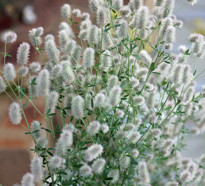 楽天市場 花苗 春 トリフォリウム バニーズ 1鉢 3 3 5号 お届け中 Trifolium Arvense 一年草 春苗 花苗 トリフォニウム クローバー イングリッシュガーデン 苗 鉢植え 庭植え ガーデニング 花壇 22spr ハッピーガーデン