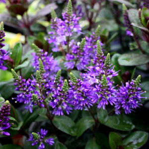 _3ƃN[|g^ԕc H xjJ O[X 1 3.5y͂zVeronica grace o[KfB[F gt ԕc t ~ ϊ ΑN 񂹐A ԒdA  nA A t 