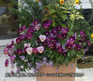 ԕc t ~ rI ߂ 3.5 2Zbgy͂zviola ~ N c CObVK[f  񂹐A A K[fjO A Ԓd | ϊ nbs[K[fy2025V