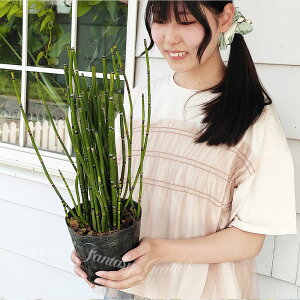 c a̐A gNT 5 1y͂zEquisetum hyemale Ƃ u A nA rIg[v ϊ A A Ԓd ϗtA nbs[K[f