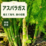 野菜苗 食用アスパラガス 3号 2鉢セット 【お届け中】Asparagus officinalis 野菜 多年草 オランダキジカ…