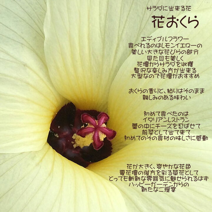 楽天市場 花苗 野菜苗 花オクラ 花が大きくサラダで食べれる花 3株セット 1年草 夏苗 トロロアオイ 黄蜀葵 ハッピーガーデン