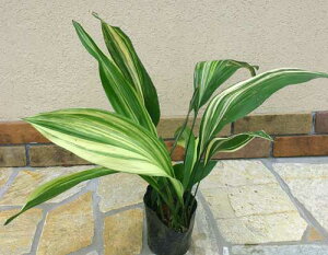 a̐A ȃn 5 1y͂ 񂹏izAspidistra elatior ͂ o VFChK[f VF[hK[f A ؂ t[AWg ϗtA `|A A