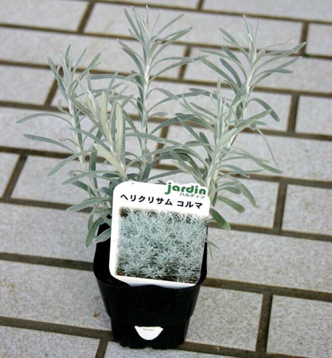楽天市場 ヘリクリサム コルマ 1鉢 Helichrysum Italicum Korma 花苗 ハッピーガーデン