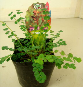 n[u c T_o[lbg 1 3.5y͂zSanguisorba minor N Hp A Ԓd A 񂹐A Rei nbs[K[f