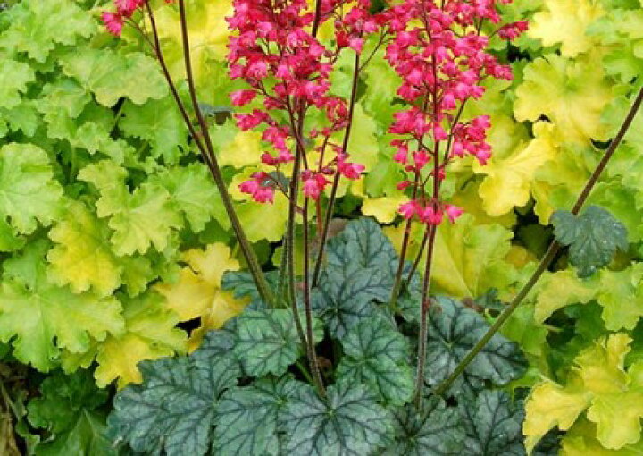 楽天市場 ヒューケラ パリ 2 5号 Heuchera Paris 小型葉 グリーン お届け中 系常緑多年草 花苗 シェイドガーデン シェードガーデン 日陰 カラーリーフ 花苗 ガーデン 花壇 鉢植え 寄せ植え ハッピーガーデン